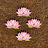 Lotus Decorative Cutouts