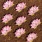 Lotus Decorative Cutouts