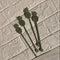 Pineapple Drink Stirrers